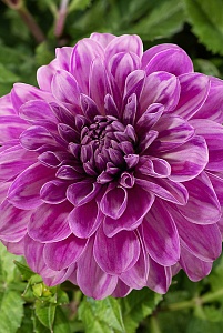 Георгина Пурпл Джиант 1шт (КолЛайн)