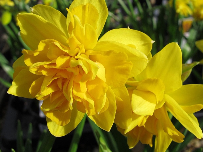 Нарцисс Тет Букле 12/14 1шт (Садовита) 3шт/уп