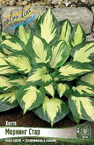 Хоста Морнинг Стар 1шт (КолЛайн)