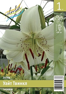 Лилия Уайт Твинкл 12/14 1шт (КолЛайн)