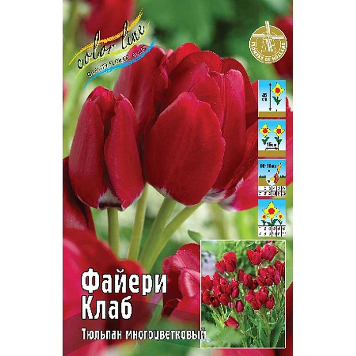 Тюльпан Файери Клаб 1шт (КолЛайн) 3шт/уп