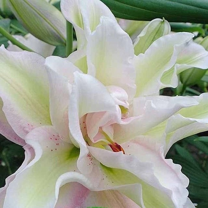 Лилия Сноуборд 12/14 1шт (КолЛайн) 5шт/уп