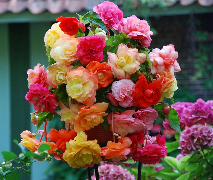 Бегония Сплендид Смесь 5/6 1шт (КолЛайн) 3шт/уп