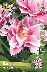 Лилия Касерта 12/14 1шт (КолЛайн) 5шт/уп