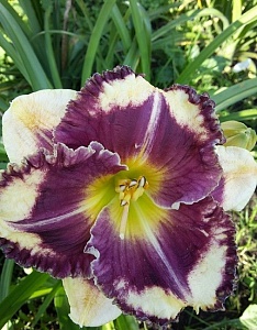 Лилейник Вайнберри Кэнди 1шт (КолЛайн) 