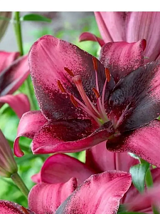 Лилия Пурпл Дрим 12/14 1шт (КолЛайн) 2шт/уп