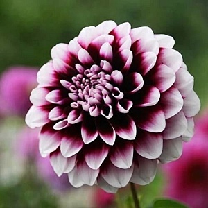 Георгина Вик Джесс 1шт (КолЛайн)