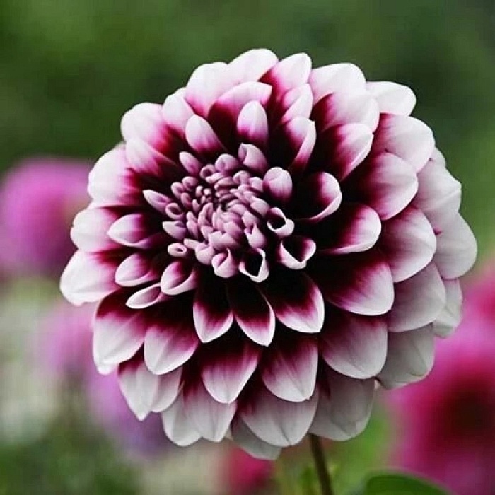 Георгина Вик Джесс 1шт (КолЛайн)