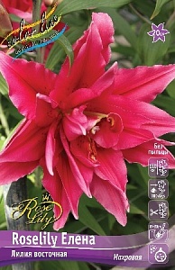 Лилия Roselily&Елена 12/14 1шт (КолЛайн)