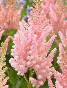 Астильба Вижион Инферно 1шт (КолЛайн)