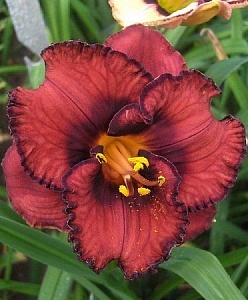 Лилейник Беррилишис 1шт (КолЛайн)