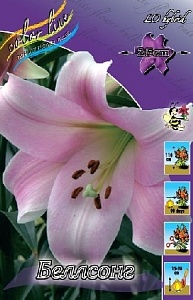 Лилия Беллсонг 12/14 1шт (КолЛайн) 5шт/уп