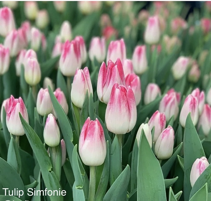 Тюльпан Синфония 11/12 1шт (Садовита) 10шт/уп