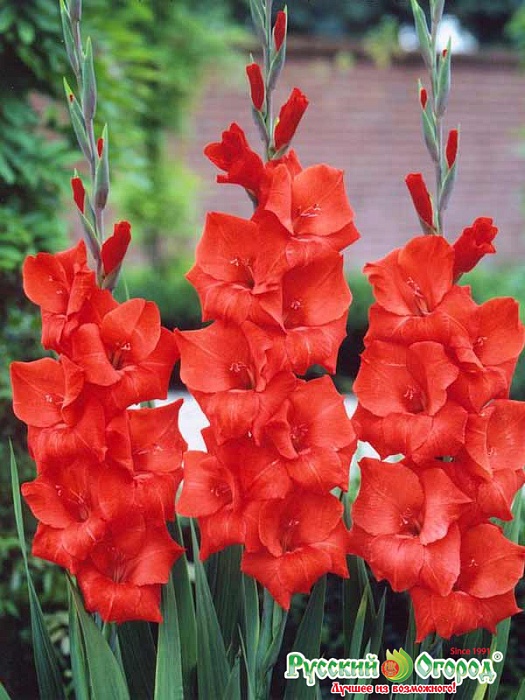 Гладиолус Традерхорн 12/14 1шт (НК) 6шт/уп