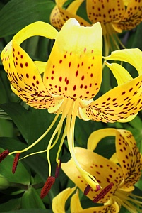 Лилия Лейтхлина 12/14 1шт (Садовита) 5шт/уп