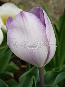 Тюльпан Джакузи 1шт (КолЛайн) 3шт/уп