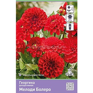 Георгина Мелоди Болеро 1шт (КолЛайн)