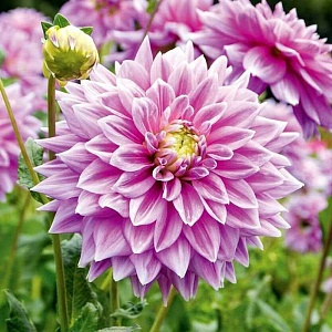 Георгина Фернклифф Инспирейшн 1шт (КолЛайн)