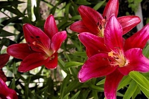 Лилия Кларет Джой 10/12 1шт (КолЛайн) 7шт/уп