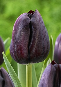 Тюльпан Айаан 1шт (КолЛайн) 8шт/уп