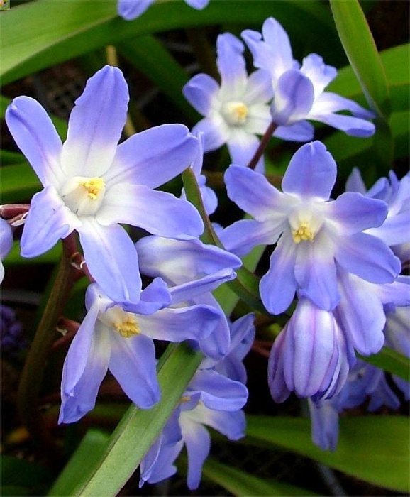 Хионодокса Гигантская Блю 1шт (КолЛайн) 10шт/уп