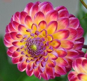 Георгина Хапет Дейдрим 1шт (КолЛайн)