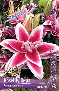 Лилия Roselily&Кира 12/14 1шт (КолЛайн ) 5шт/уп