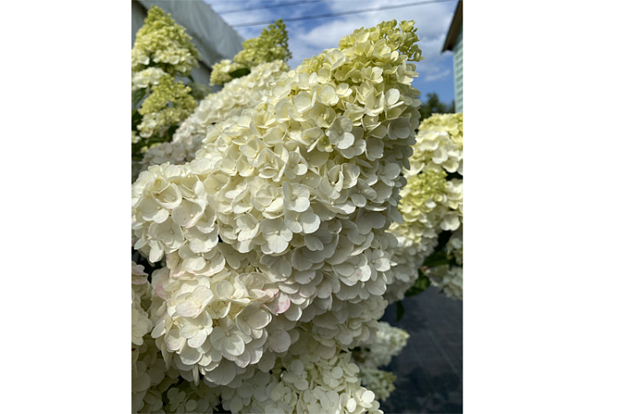 Гортензия Геркулес Р9 метельчатая 1шт (КолЛайн)