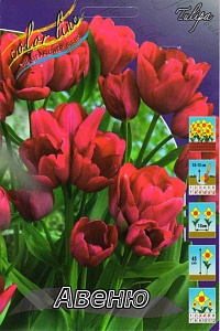 Тюльпан Авеню 1шт (КолЛайн) 3шт/уп