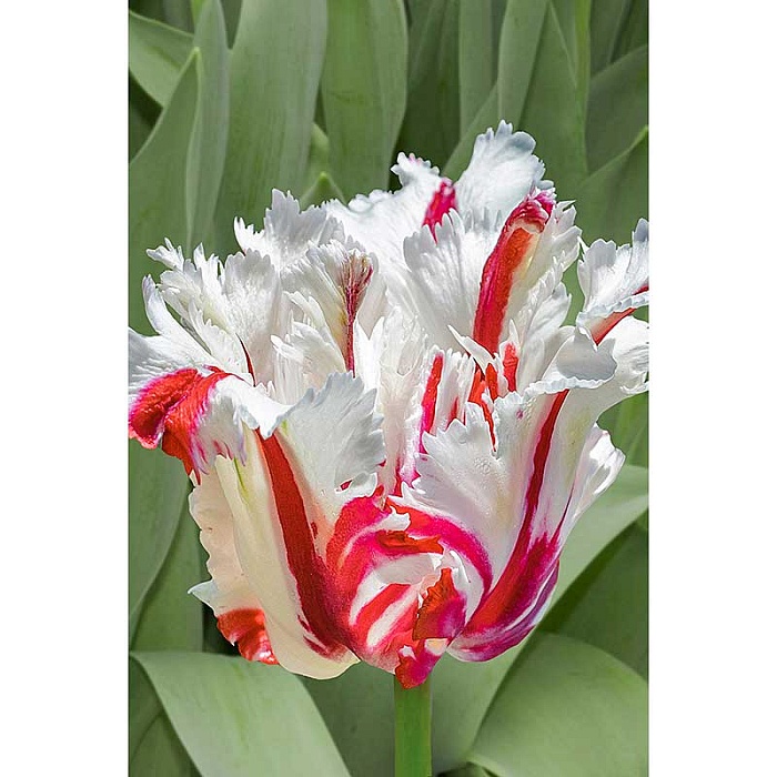 Тюльпан Эстелла Рижнвельд 11/12 1шт (Садовита) 2шт/уп