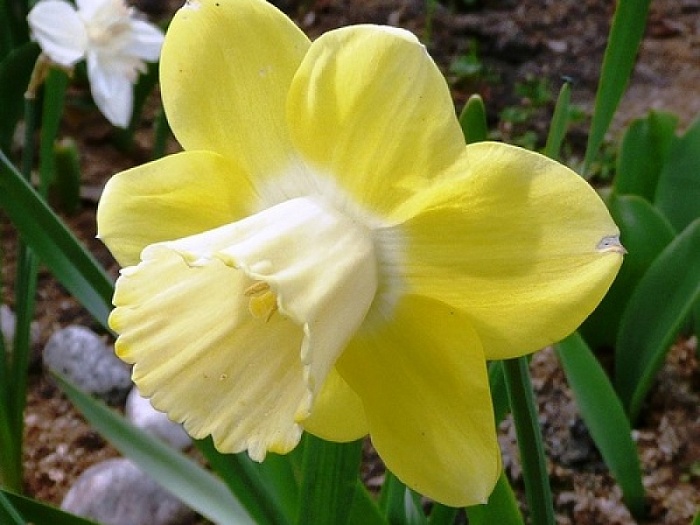 Нарцисс Дейдрим 12/14 1шт (Садовита) 5шт/уп