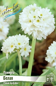 Примула Дентикулята Белый 1шт (КолЛайн)