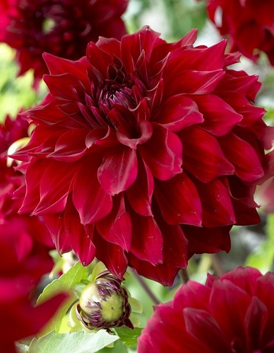 Георгина Мингус Алекс 1шт (КолЛайн)