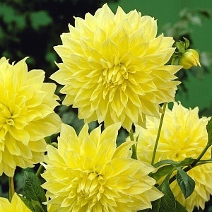 Георгина Кельвин Флудлайт 1шт (КолЛайн)