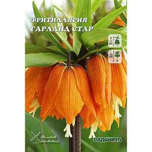 Фритиллярия Рубра 18/20 1шт (Садовита)