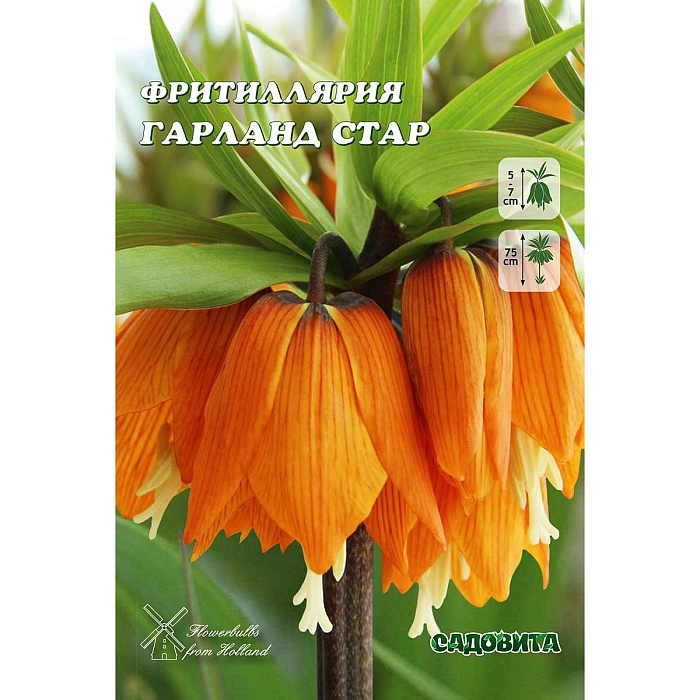Фритиллярия Гарланд Стар 18/20 1шт (Садовита)