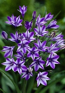 Трителейя Руди 1шт (КолЛайн) 7шт/уп