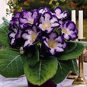 Глоксиния Тайгер Блю 1шт (КолЛайн) 