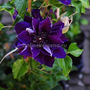 Клематис Шин-Шигоку 1шт (Садовита)