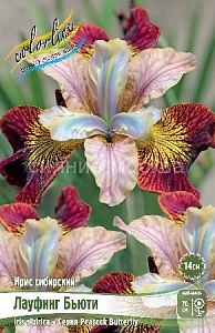 Ирис сибирский  Лауфинг Бьюти 1шт (КолЛайн)