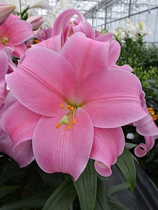 Лилия Дансинг Леди 12/14 1шт (КолЛайн) 2шт/уп