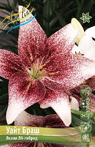 Лилия Уайт Браш 12/14 1шт (КолЛайн) 2шт/уп