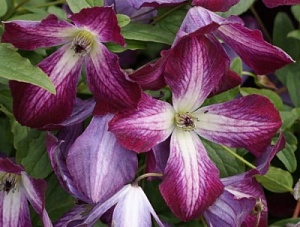 Клематис Валенбург 1шт (КолЛайн) 2шт/уп