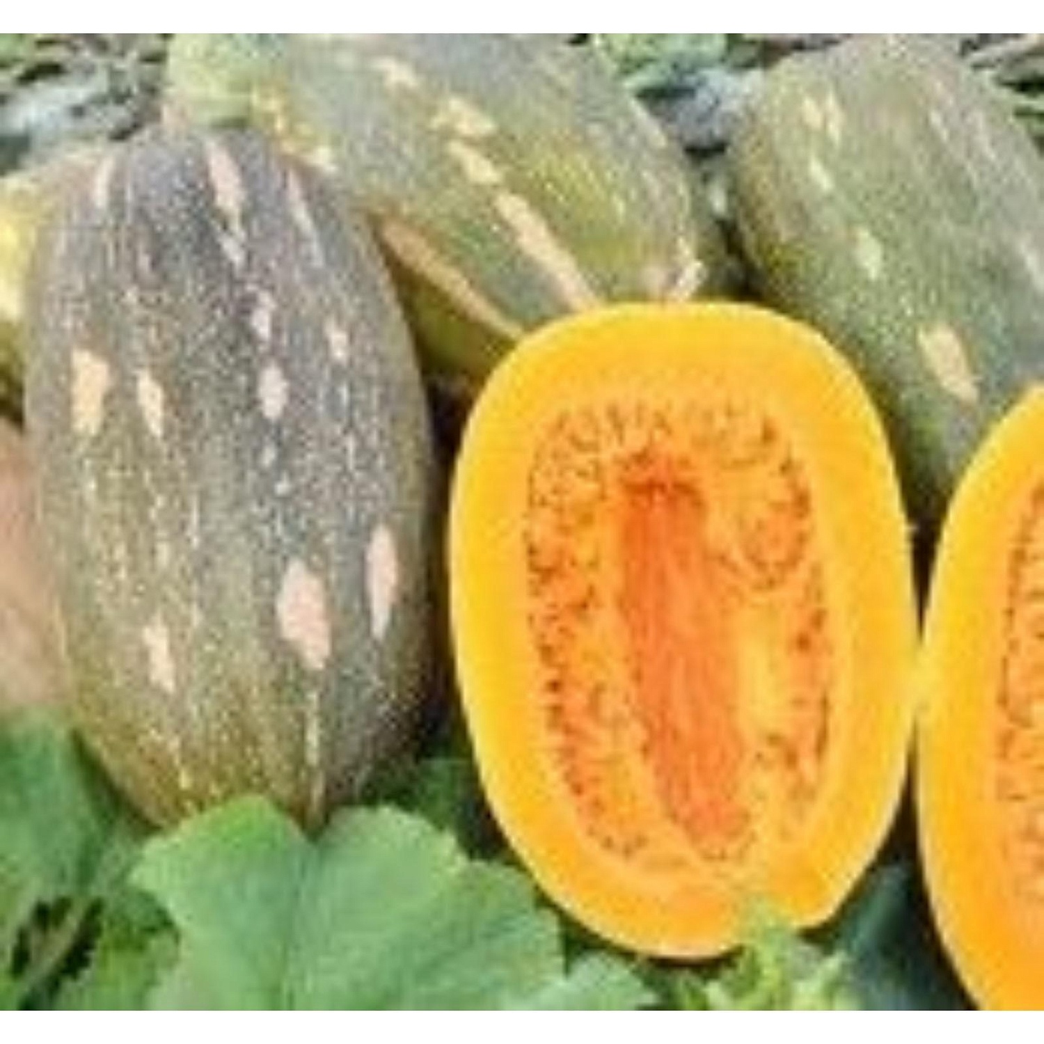 Тыква Витаминная 1кг (ПрСидс)