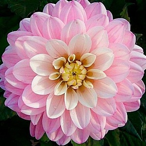 Георгина Мелоди Хармони 1шт (КолЛайн)