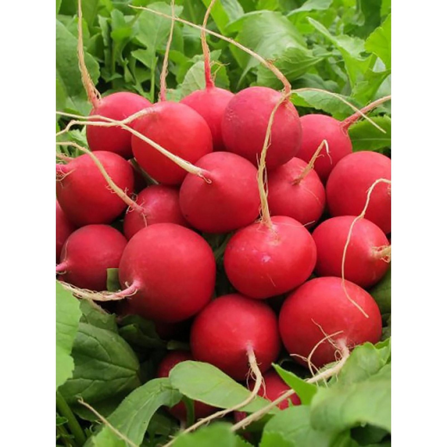 Редис Чемпион 1кг (ПрСидс)