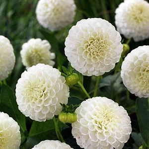 Георгина Петраз Веддинг 1шт (Садовита)