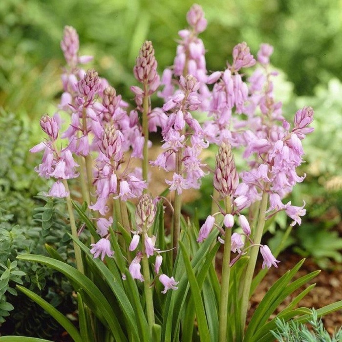 Гиацинтоидес Роуз 1шт (КолЛайн) 10шт/уп