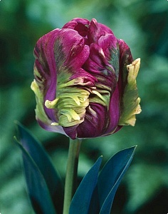 Тюльпан Рай 1шт (КолЛайн) 2шт/уп