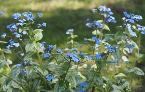 Бруннера Си Харт 1шт (КолЛайн)